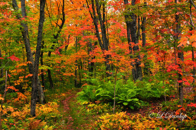 *** 86.4 - Sawtooth Mountains:  Superior Hiking Trail With Ferns, Autumn