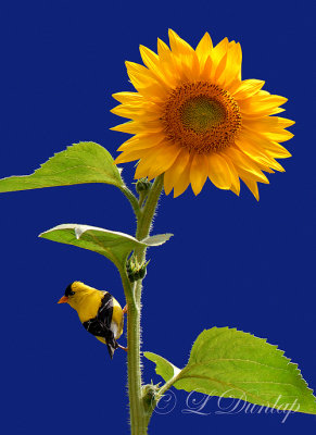 **** 302 - Summer Goldfinch On Sunflower:  Blue background