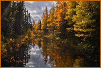 85 - Sawbill Trail:  Late Autumn Tamarack Reflections In Swanson Creek