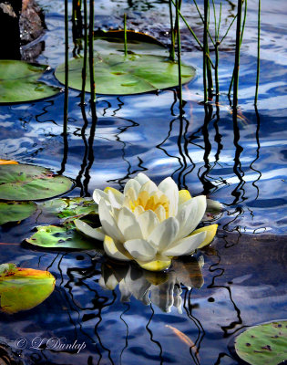 *** 258 - White Pond Lily, Crescent Lake
