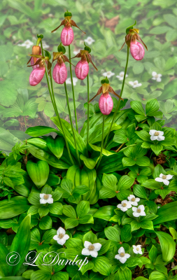 * 217.3 - Pink Lady Slippers and Canadian Dogwood   