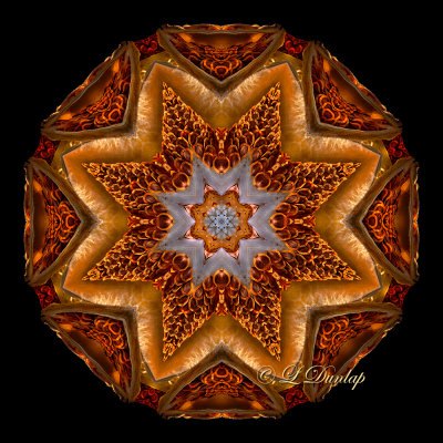 ** 145.3 - Milkweed 2: Northwoods Kaleidoscope