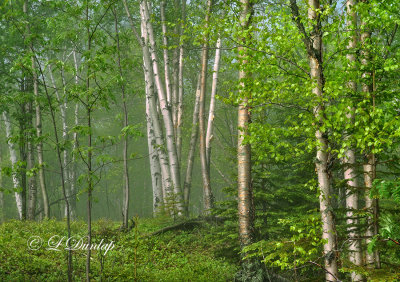 * 76.2 Schroeder:  Last Creek -- Spring Birches 