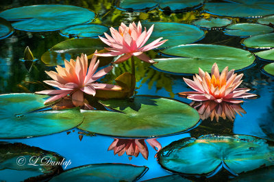 Florida:  McKee Botanical Gardens -- Water Lilies, Very Close-Up