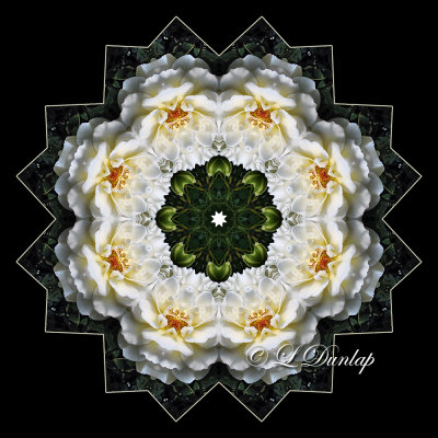 15. White Roses Kaleidoscope