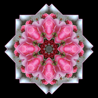 * 17. Pink Rose On Silver-White Kaleidoscope, One