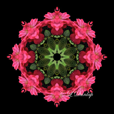 34. Dark Pink Rose Kaleidoscope Three