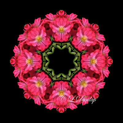 33. Dark Pink Rose Kaleidoscope Two