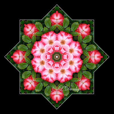 40. Red and White Single Roses Kaleidoscope