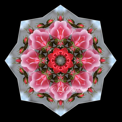 18. Pink Rose On Silver-White Kaleidoscope, Two