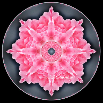 38. Pink Rose Snowflake On Gray Circle Kaleidoscope