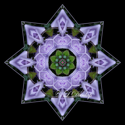 * 28. Lavender Rose Kaleidoscope