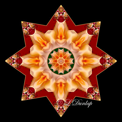 * 7. Gold Rose On Red Kaleidoscope (Holiday Star Variation of #11) 