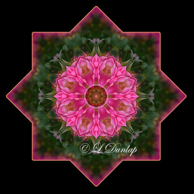 20. Pink Rose Tile Kaleidoscope