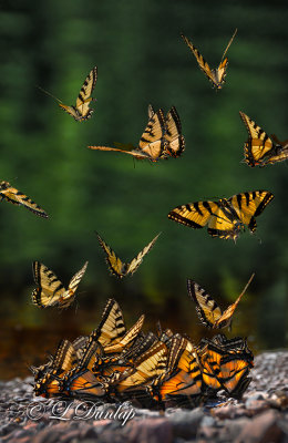 718 - Wildlife:  Swarming Tiger Swallowtails By Baptism River  