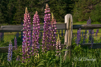 234.4 - Botanical: Lupines By A Country Fence 