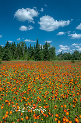 105.51 - Arrowhead Minnesota:  Hawkweed Field 