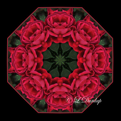 * 42.  Duluth Rose Garden 1 Kaleidoscope 