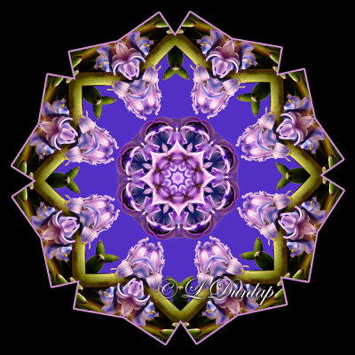 ** Grape Hyacinth Kaleidoscope