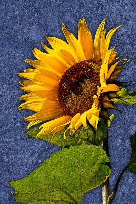 ** 259 - Sunflower With Etching Effect