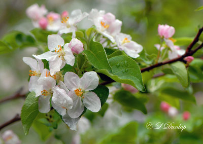 248 - Apple Blossoms 