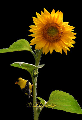 ** 302.1 - Summer Goldfinch On Sunflower:  Black Background