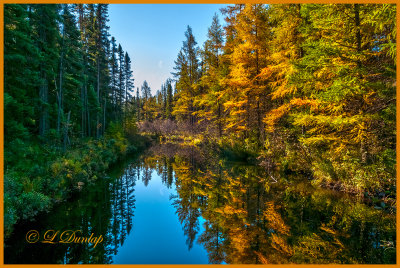 85.1 - Sawbill Trail: Early Autumn Tamarack Reflections, Swanson Creek