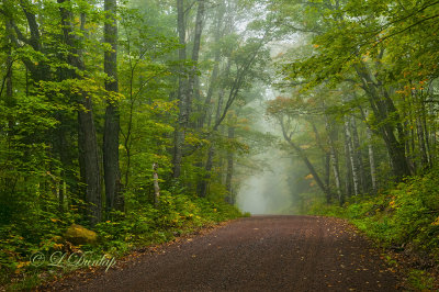 83.3 - Sawtooth:  Very Early Autumn Fog, Maple Leaf Drive (Wide View)