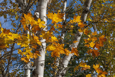 85.2 - Sawtooth:  Birches And Autumn Maples