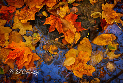 61.2 - Fall Leaf Pool 
