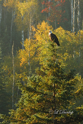 721 - Wildlife:  Bald Eagle 