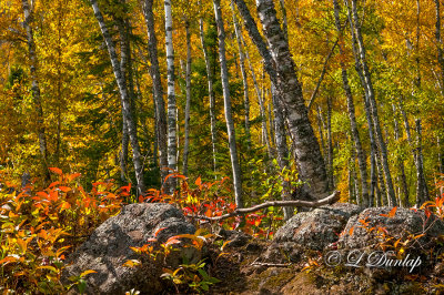 42.63 - Split Rock Lighthouse Birch Woods In Autumn