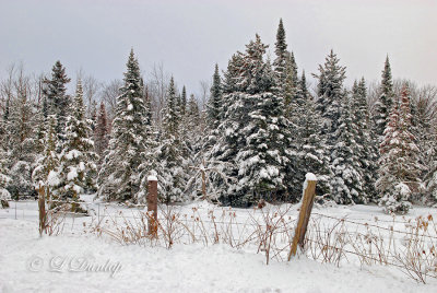 58.2 - Winter: Snow-Covered Firs With Fence 2013 