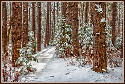 ** 58.8 - Winter: Snowy Red Pine Woods 