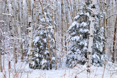 Winter: Wisconsin Woods 
