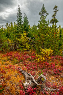 105.44 - Sawbill Trail:  Autumn Landscape