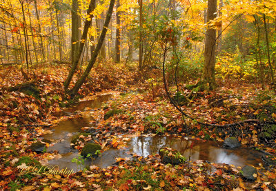 63.5 - Superior Township Countryside:  Autumn Maple Woods With Creek 