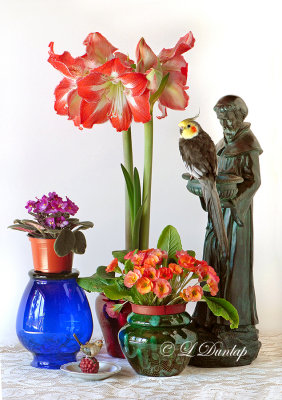 Still Life With St. Francis and Shutterbug