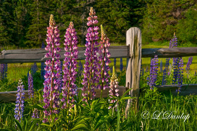 234.4 - Botanical: Lupines By a Country Fence 