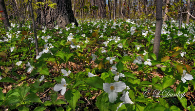 204.1 - Botanical:  Spring Trillium Woods