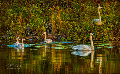 720 - Swan Family On Baptism River  