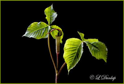 211 - Jack-In-The-Pulpit Horizontal