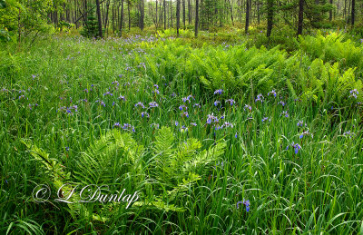 63.1 - Iris Bog 4: Blue Flags And Ferns