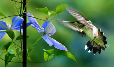 ** 301 - Clematis And Female Ruby-Throated Hummingbird