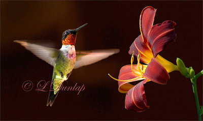 **** 300 - Ruby Throated Hummingbird And Red Daylily