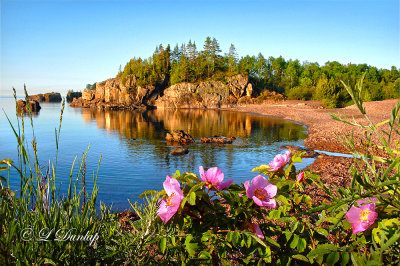 **** 113 - Silver Bay: Wild Roses on Clifftop