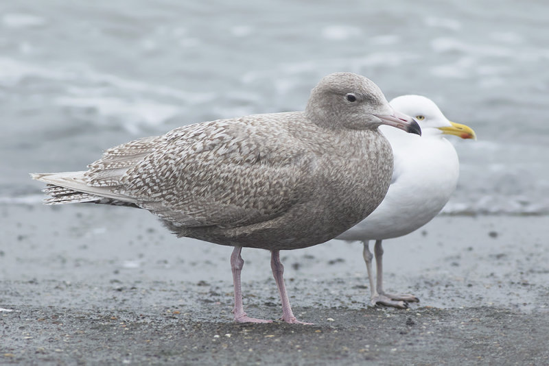 Grote Burgemeester / Glaucous Gull