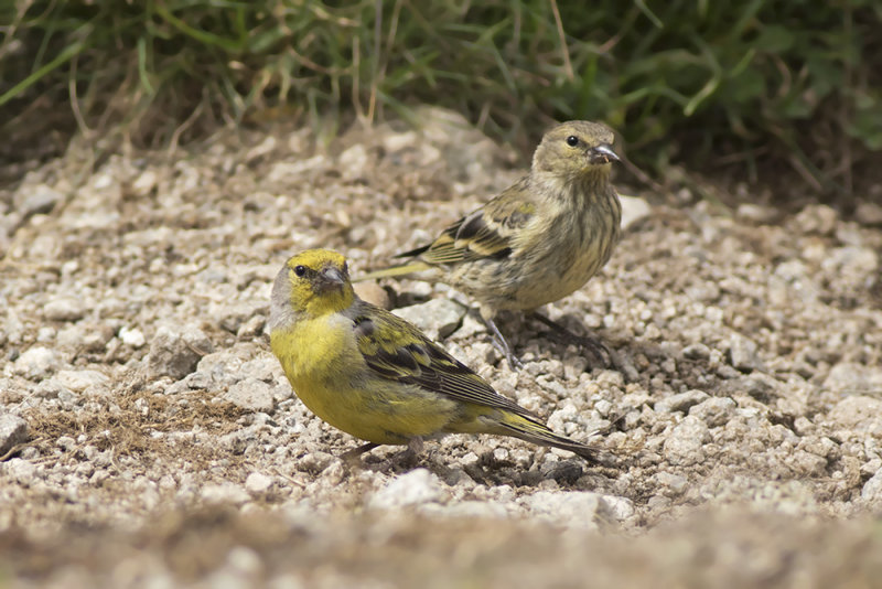 Citroensijs / Citril Finch