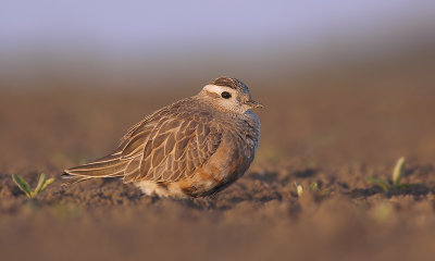 Morinelplevier / Dotterel