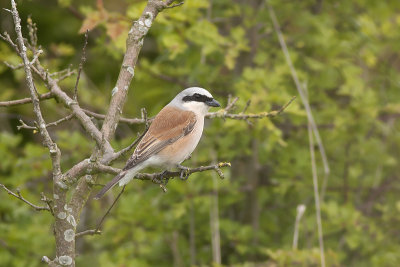 Grauwe Klauwier / Red-backed Shrike